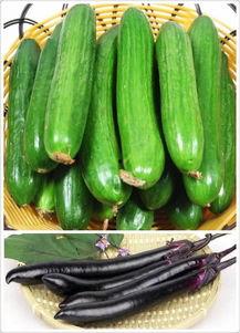 黄瓜农药爆料方法视频教程,轻松掌握安全食用技巧 第3张 黄瓜农药爆料方法视频教程,轻松掌握安全食用技巧 第3张