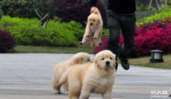 黄狗水池爆料视频播放,揭秘惊人真相 第2张 黄狗水池爆料视频播放,揭秘惊人真相 第2张